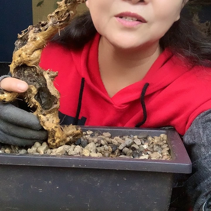 【闪购商品】一**安黄荆