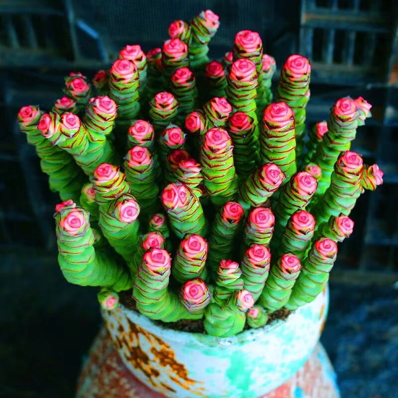 彩色钱串锦多头群生红心钱串多肉植物盆栽肉肉新手办公室花卉绿植