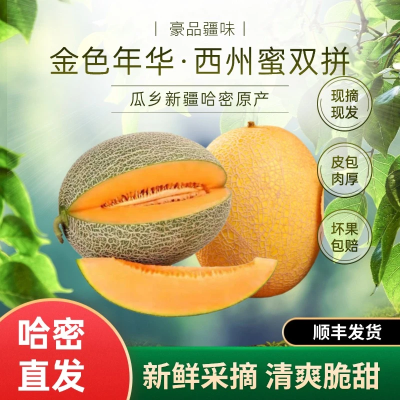 【双拼瓜王组合】西州蜜加金色年华多汁可口新疆哈密淖毛湖原产爆汁
