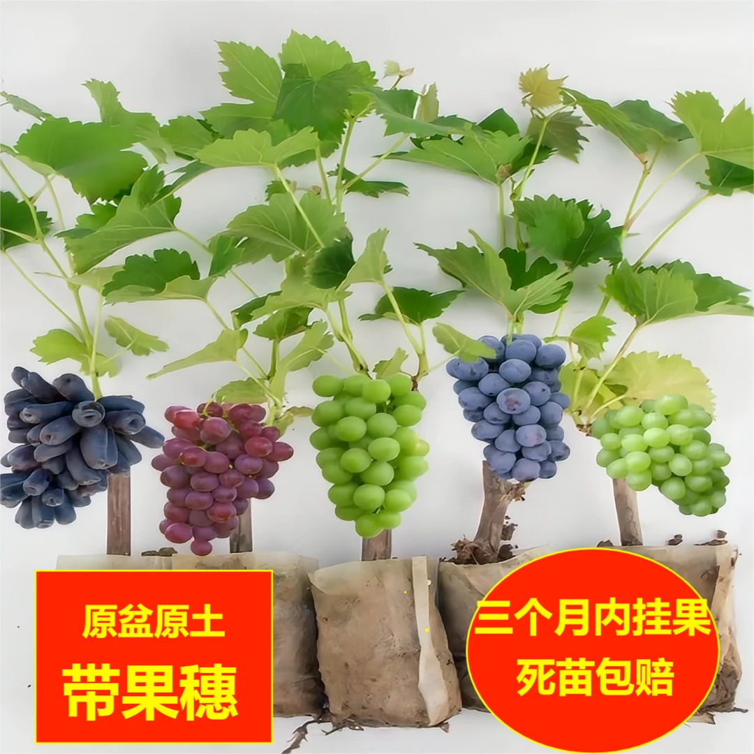 阳光玫瑰巨峰葡萄树苗南北方耐寒抗高温盆栽地栽当年挂果结果