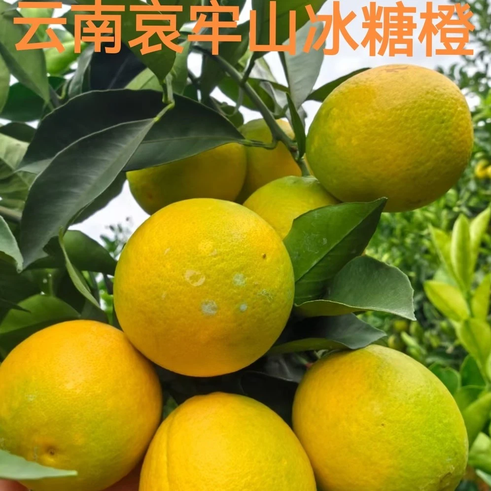 【老树冰糖橙】云南哀牢山冰糖橙新鲜多汁香甜应季孕妇水果京东包邮