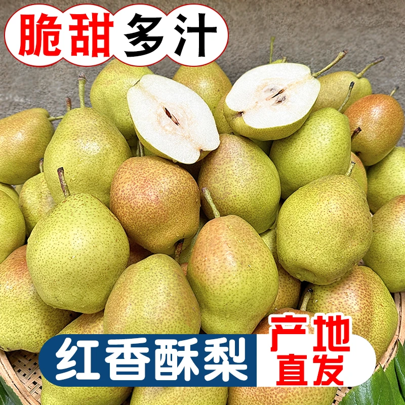 陕西红香酥梨3斤新鲜水果应季脆甜早酥梨鲜果香梨子现摘现发