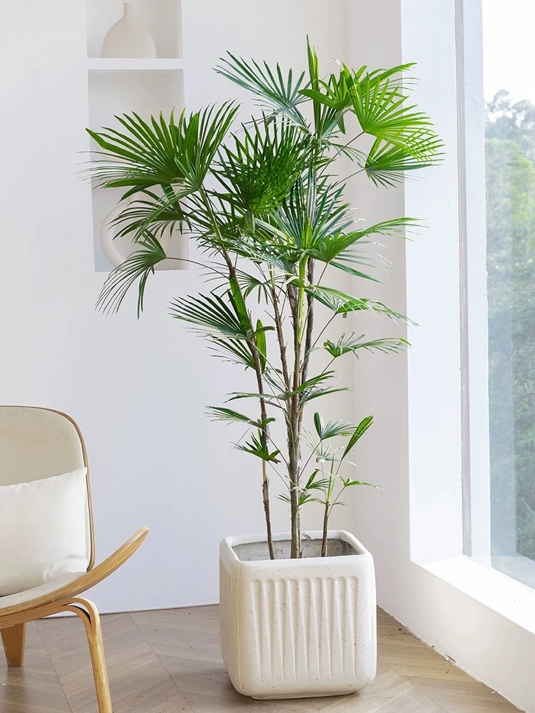 金山细叶棕竹大老桩室内外网红好养落地高档百搭绿植