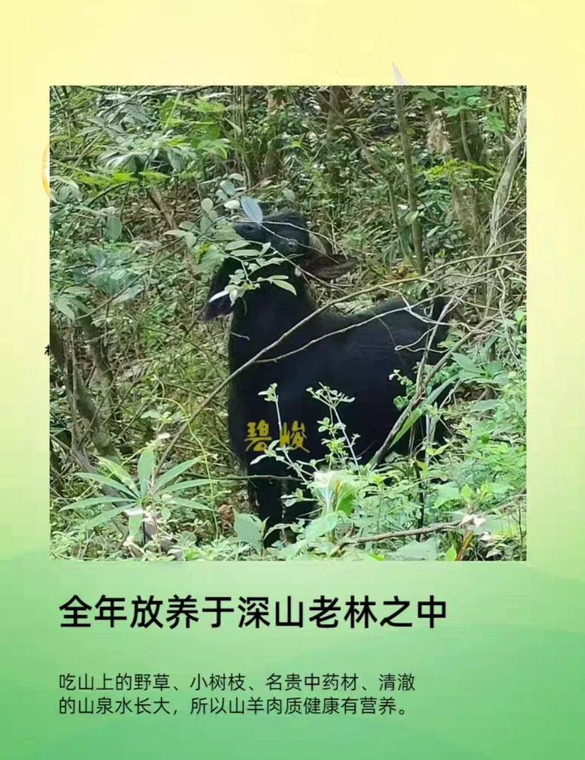 贵州散养黑山羊现宰带皮羊腿肉【直播间称重改价】