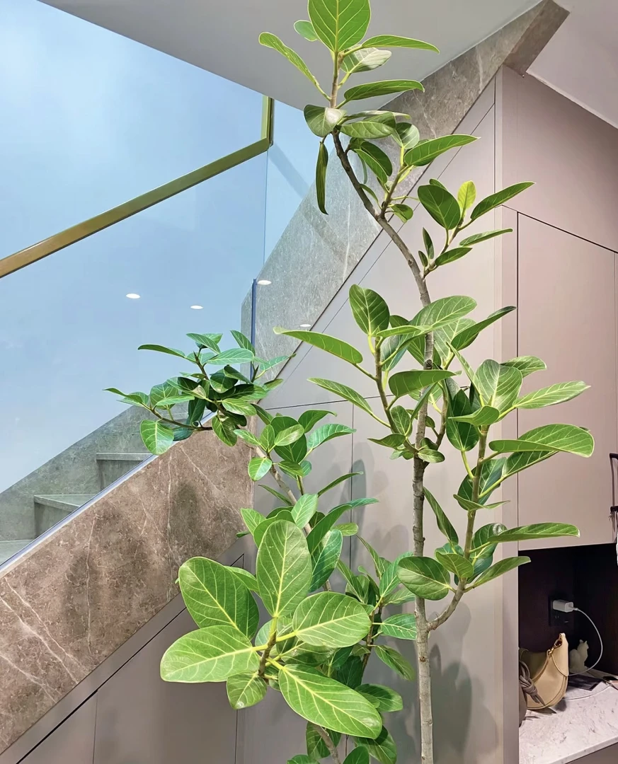 老桩高山榕盆栽造型大型绿植室内客厅好养北欧ins风家居落地植物