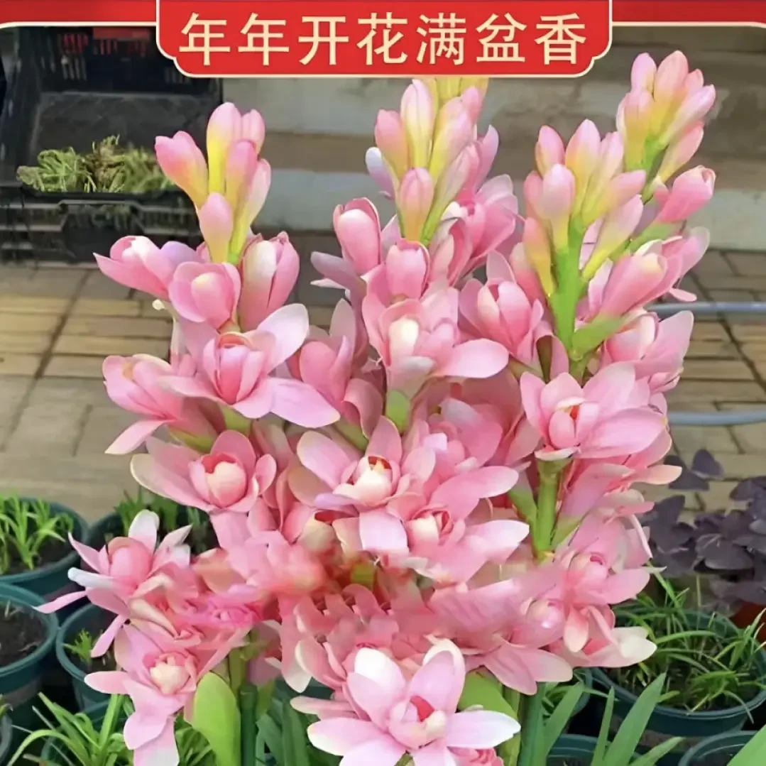 重瓣晚香玉浓香四季开花多年生盆栽花卉阳台庭院大球