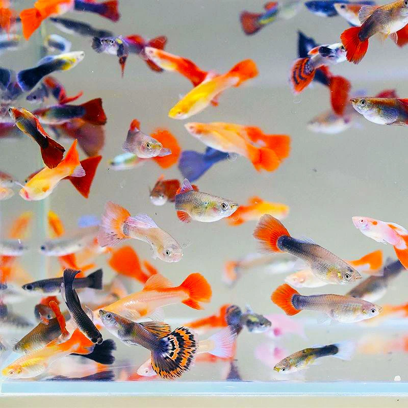 孔雀鱼小型热带鱼纯种灯科鱼新手鱼好养活鱼观赏鱼活体宠物批发