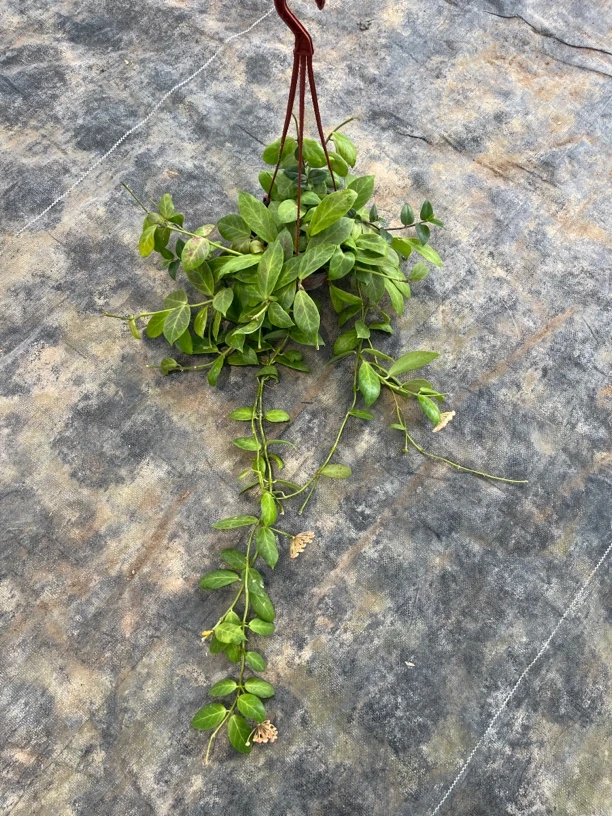 【橙花小棉球】阳台垂吊爬藤植物经典勤花品种