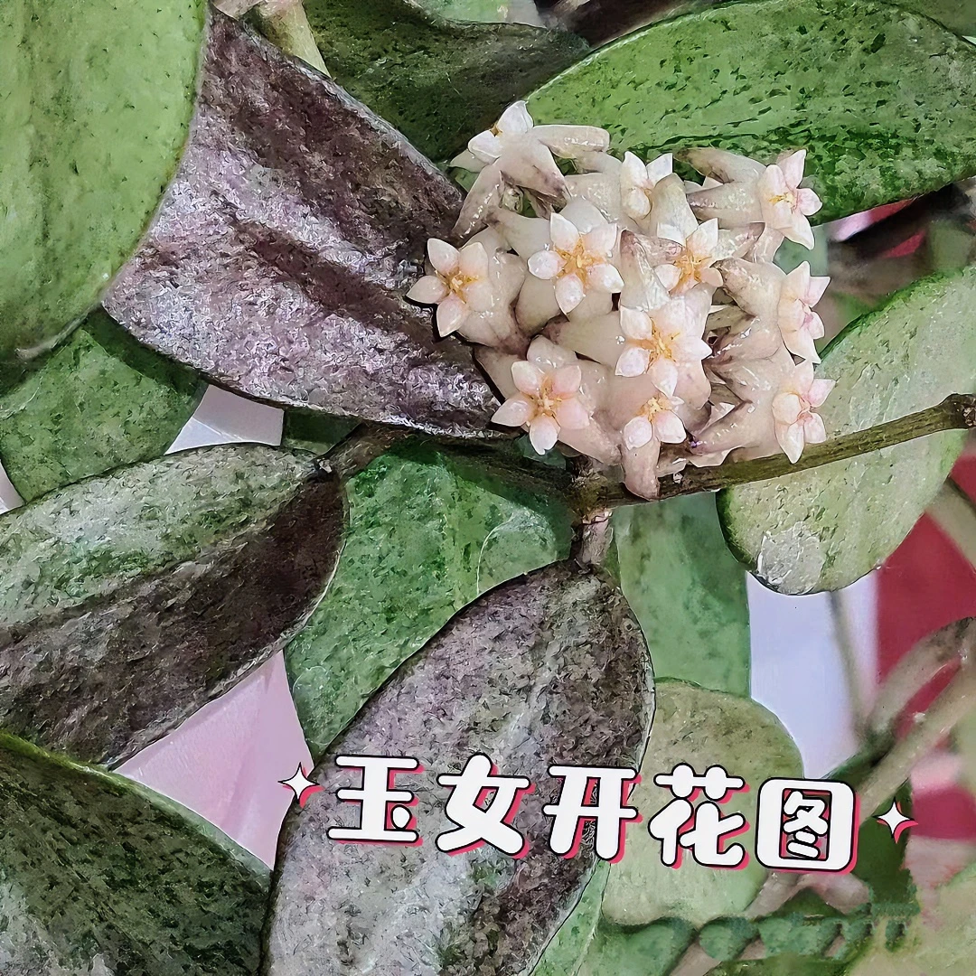 【玉女球兰】厚实质感带斑叶片室内办公室阳台爬藤球兰懒人必入