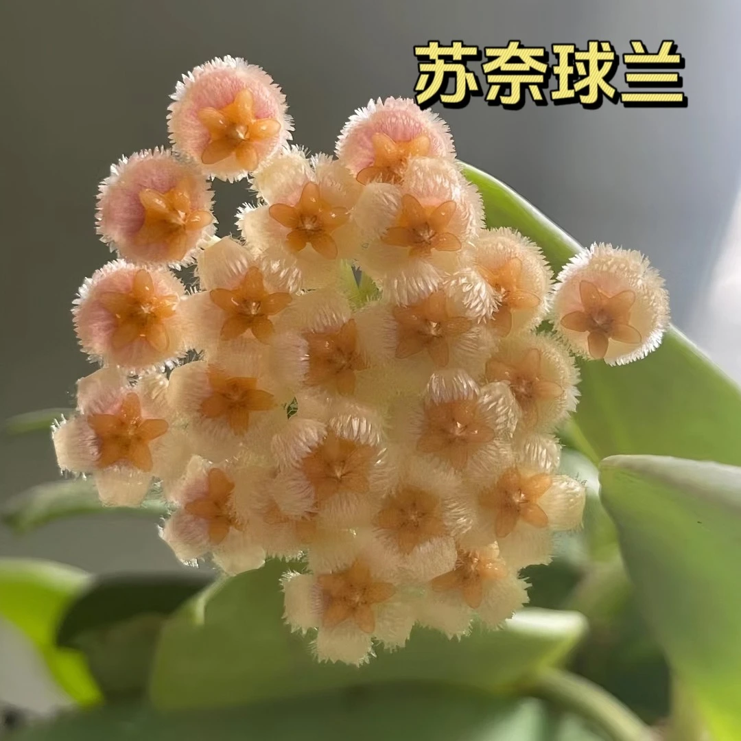 【苏奈】基地直发四季好养爬藤垂吊办公室开花盆栽懒人必备阳台花卉