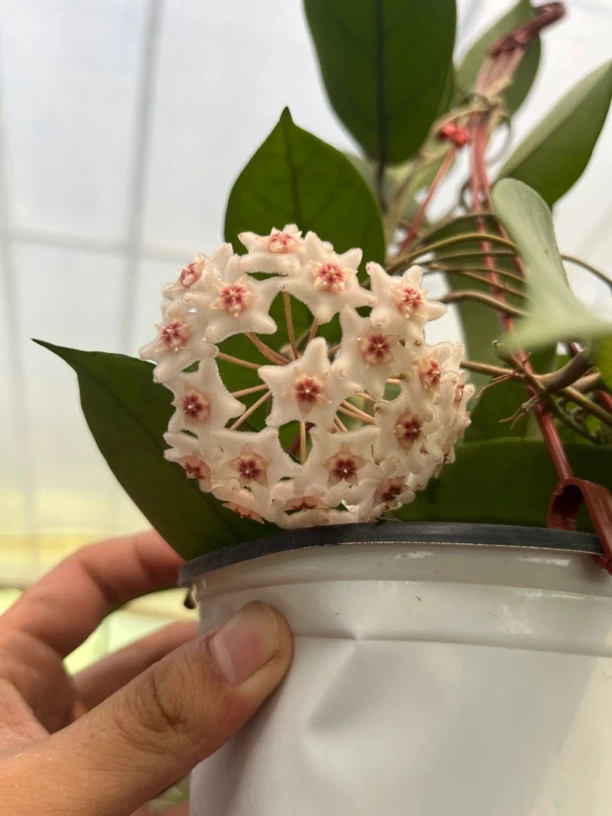 【护耳草球兰】经典勤花大花球兰勤花品种颜值高好养护