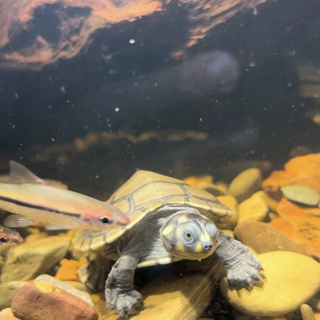 黄头龟西非沼泽亚巨小青头观赏龟（直播间选龟链接勿拍）