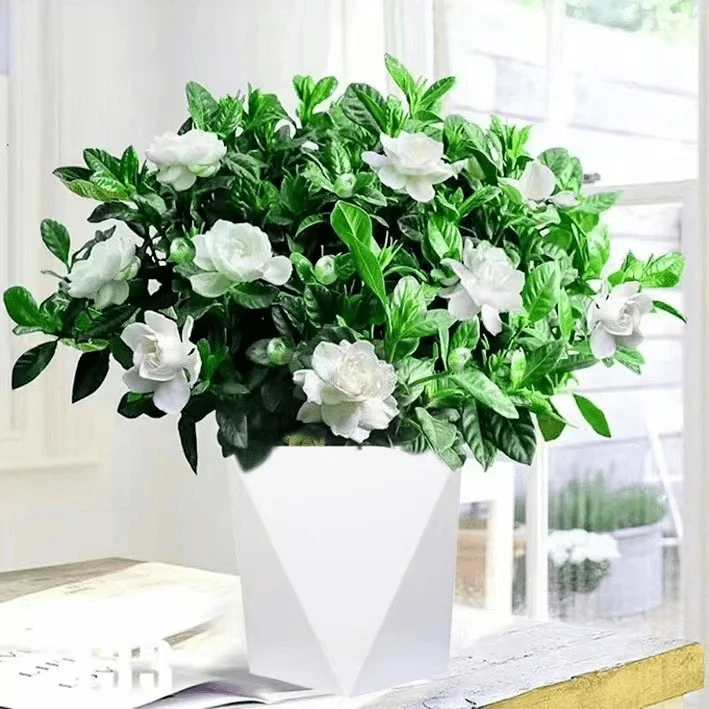 菱形大盆栀子花带花苞浓香型净化空气牡丹栀子花卉