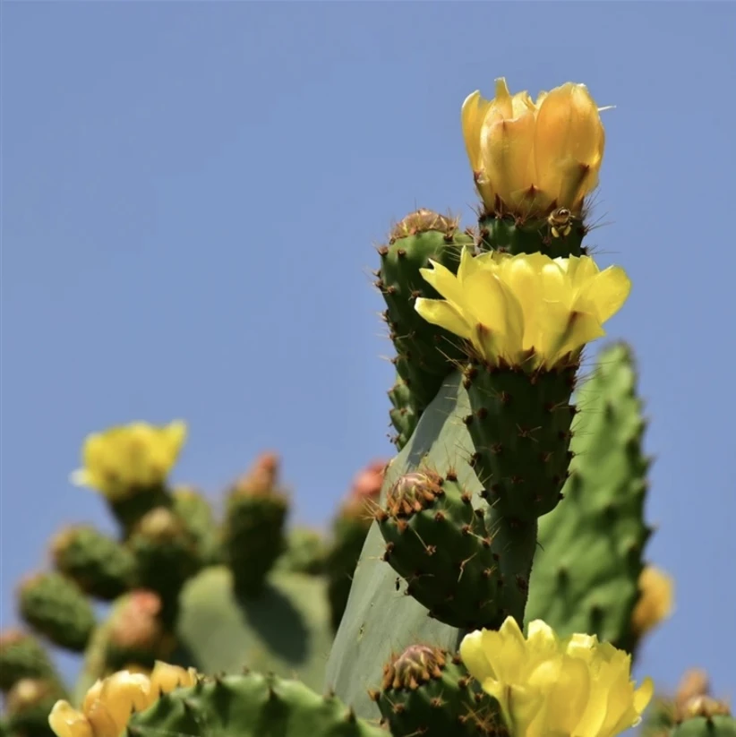 新鲜墨西哥米邦塔仙人掌绿色多肉植物