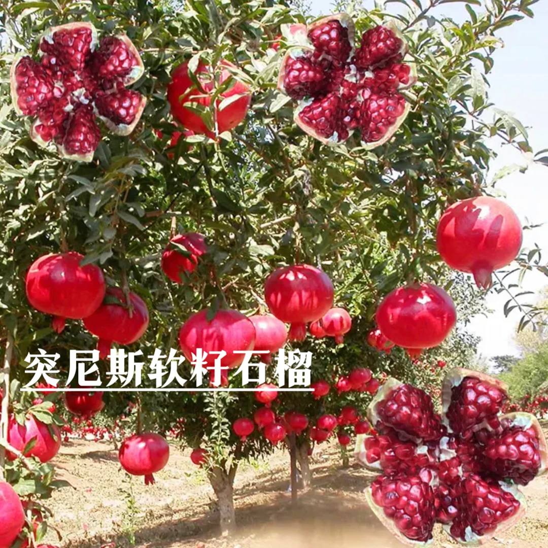 【石榴树苗】盆栽地栽阳台庭院楼顶房南北方种植苗开花结果