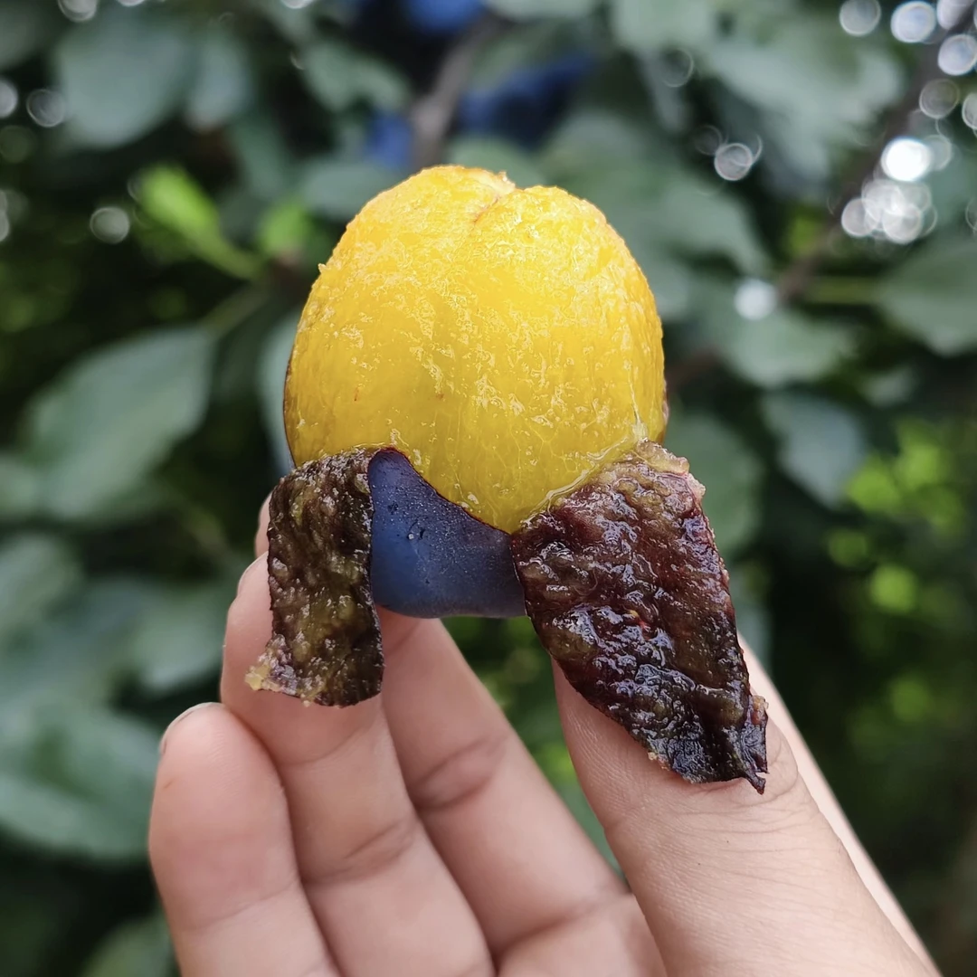 【小林嫂专属】天水西梅产地直发新鲜采摘顺丰包邮