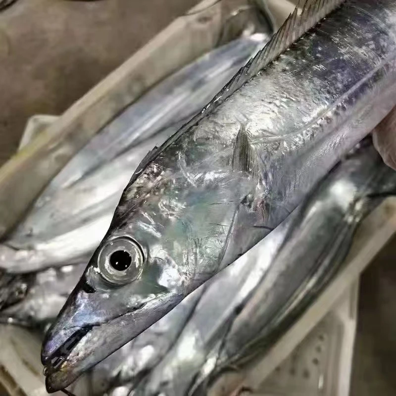 新【A】合计4条4斤：带鱼钓带鱼  小眼油带鱼  8两-1.2斤每条