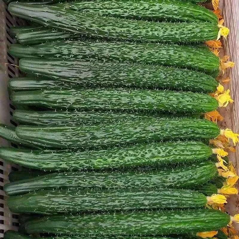 【露天】云南现摘爽口新鲜黄瓜农家带刺水果黄瓜皮批发蔬菜种植脆嫩