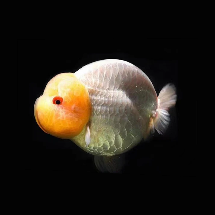 兰寿金鱼冷水观赏鱼活体波妞奶牛金鱼好养耐活招财鱼