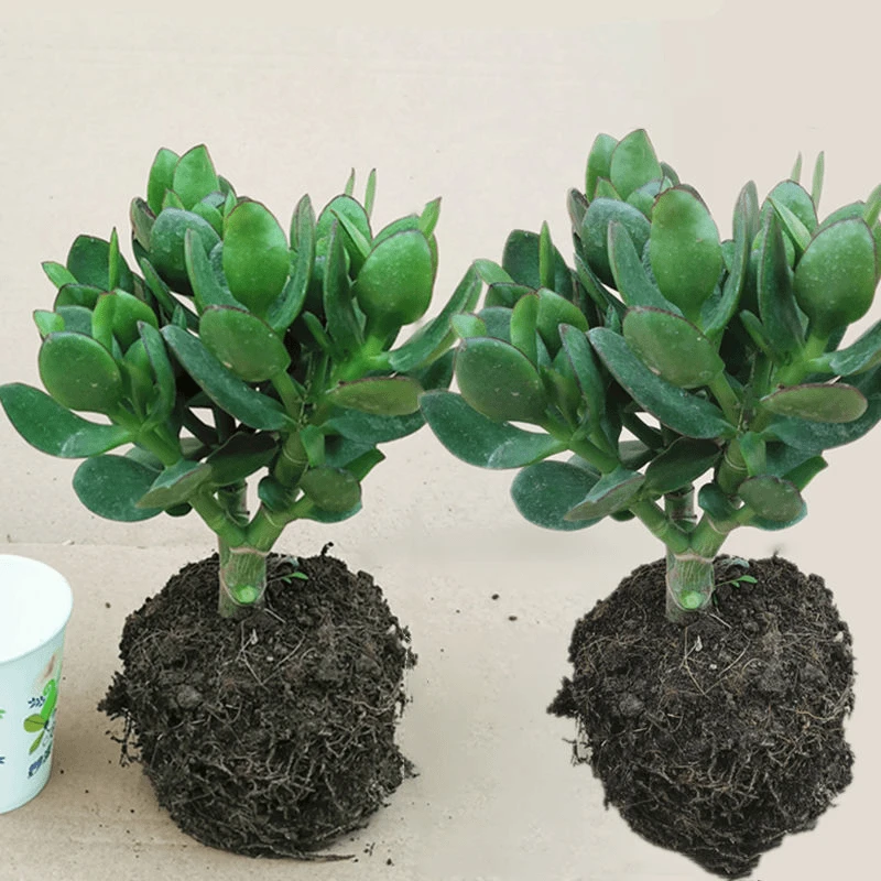 玉树盆栽树苗盆景老桩多肉四季常青花卉室内阳台美观绿植燕子掌