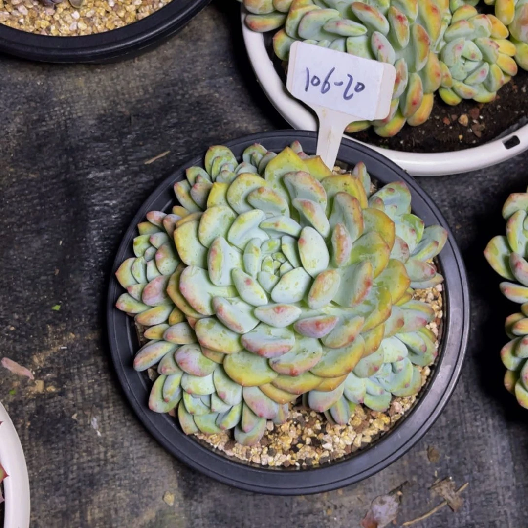 【闪购商品】106-20捧花王舒