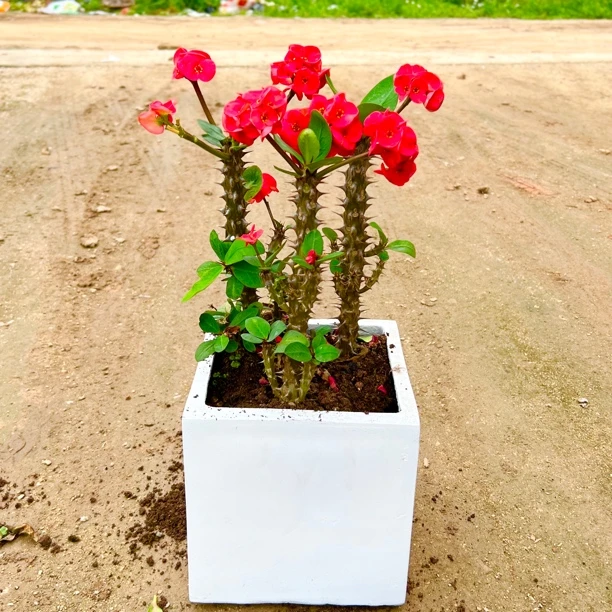 网红铁海棠大花虎刺梅盆栽阳台庭院植物景观植物开花红色庭院美观