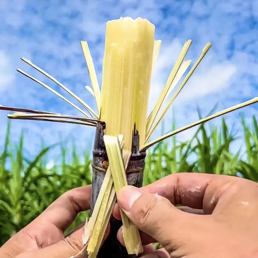 广西黑皮水果甘蔗5/10斤新鲜脆甜多汁批发清甜爽口皮薄精选中段3
