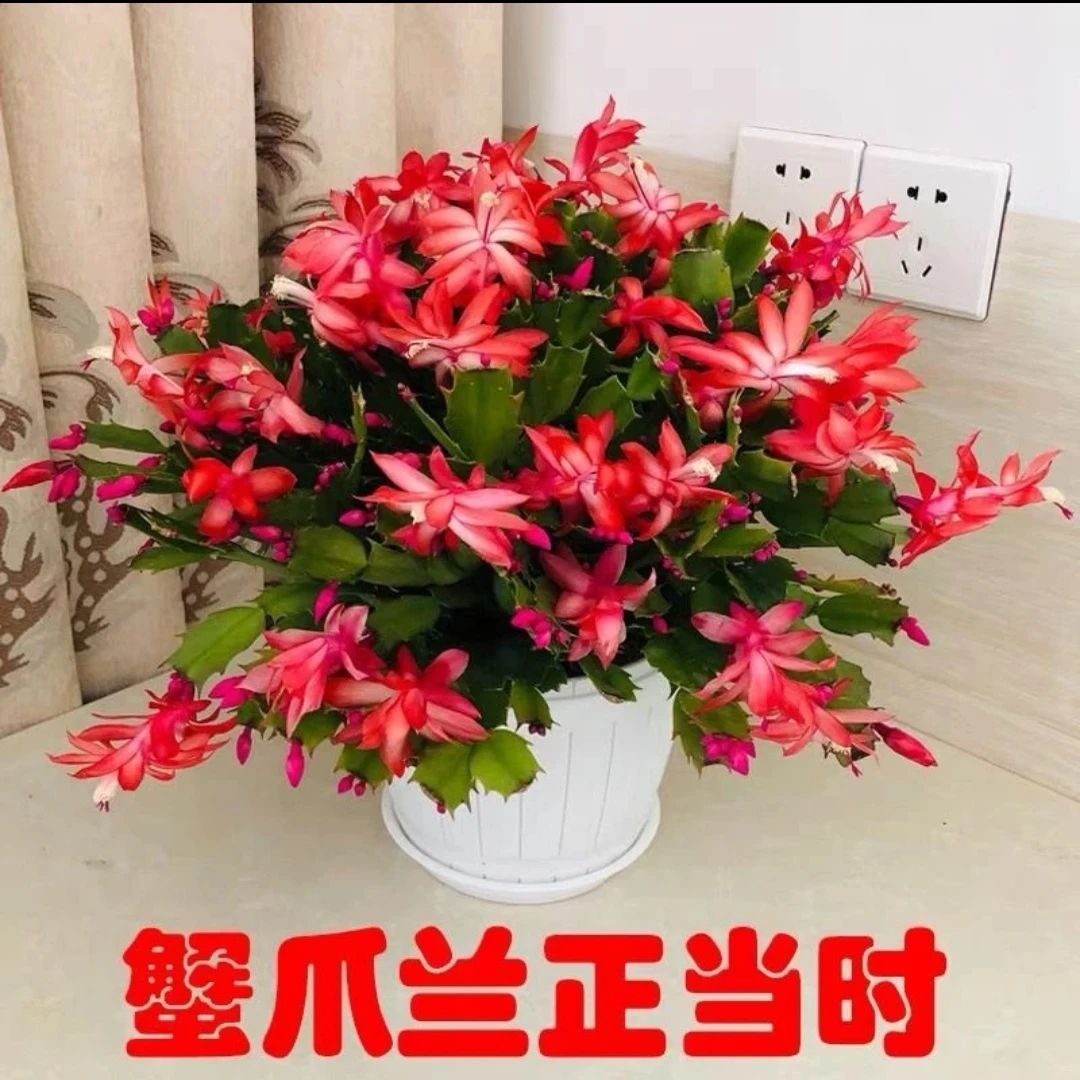 绘语发货多色带花苞原盆原土品种花卉好养易活四季花卉漂亮盆栽