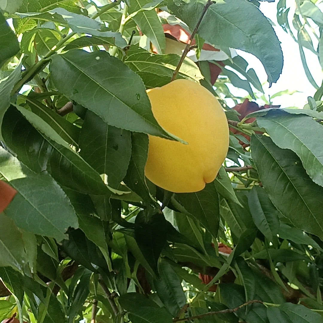 【祥坤专属】新鲜黄金蜜桃 应季水果新鲜采摘软硬两吃净重4.5-5斤