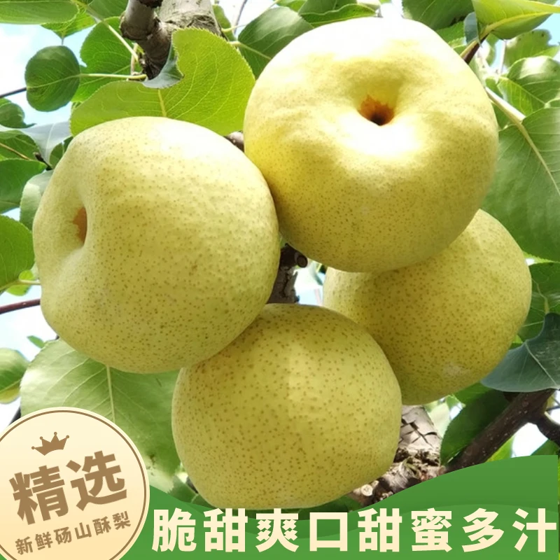 砀山酥梨脆甜汁水新鲜水果梨正宗时令脆梨单果225g起坏果包赔