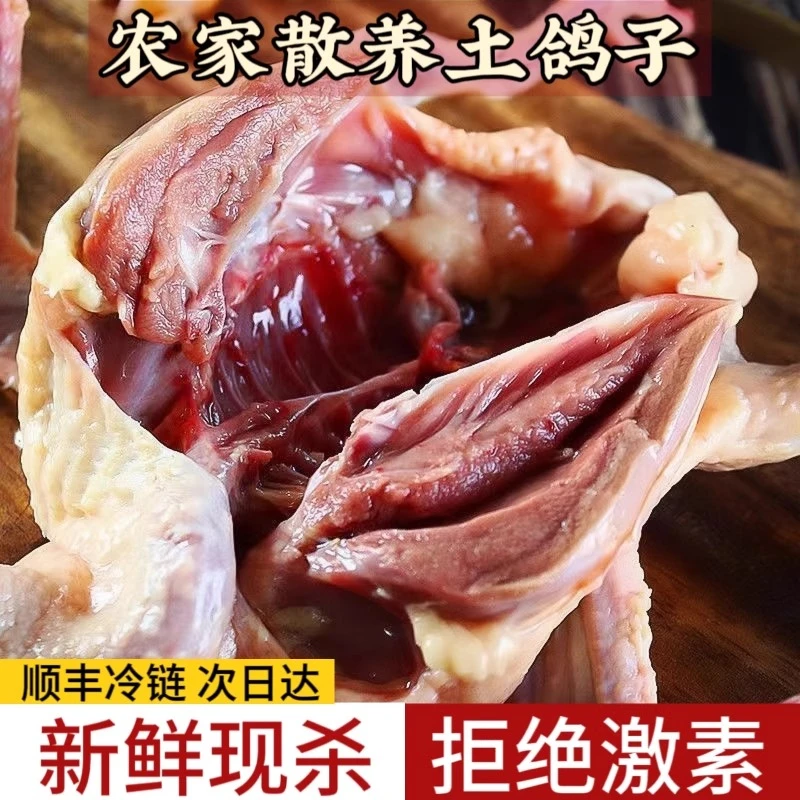 农家散养鸽子鸽肉现杀鸽子冷冻鸽子汤乳鸽老鸽子元宝鸽喂养鲜嫩