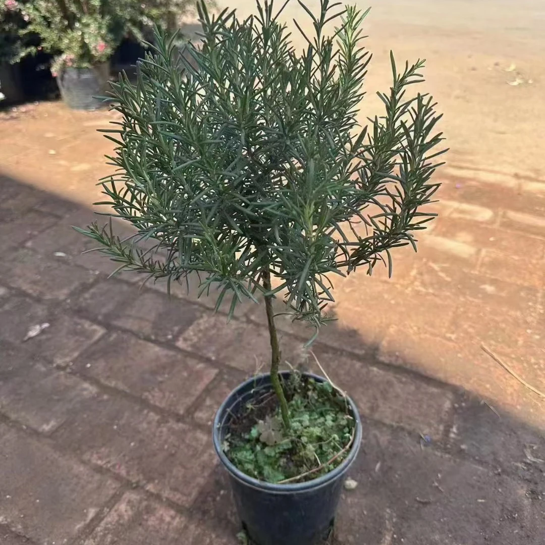 棒棒糖迷迭香盆栽耐热耐寒好养盆栽