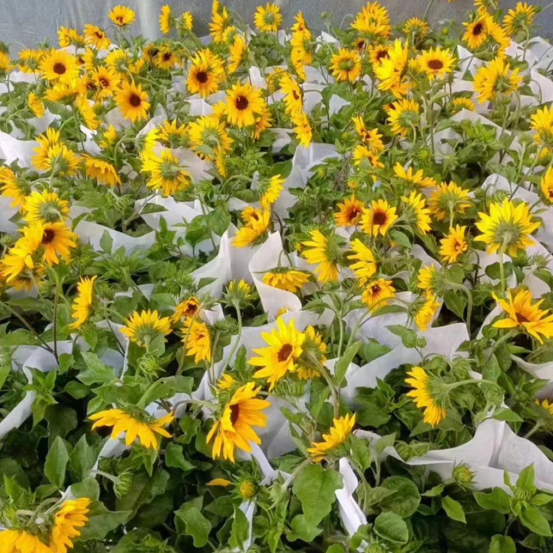 光辉岁月向日葵盆栽 花期长 阳台开花植物 庭院地栽好养