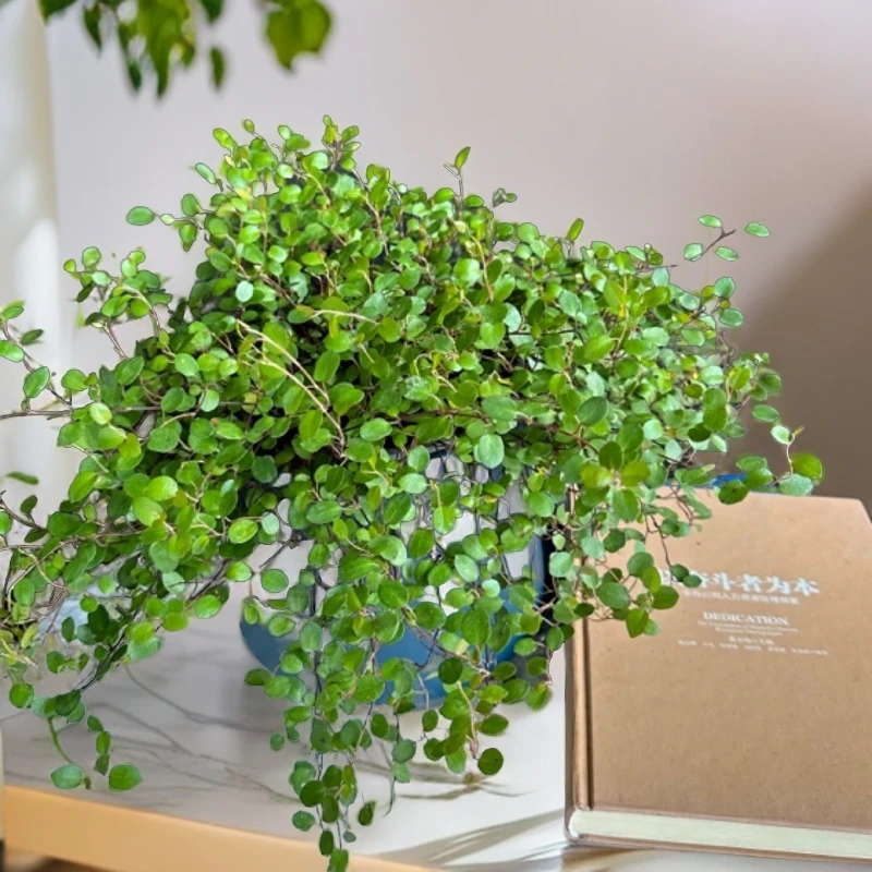千叶吊兰盆栽观叶植物多年生 垂吊阳台新房装修绿植花苗 蛋糕点缀