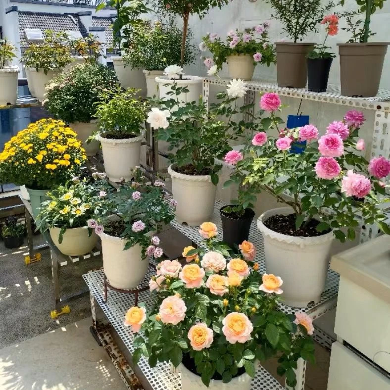 【中苗1棵包邮】月季玫瑰花苗藤本多季节开花卉盆栽