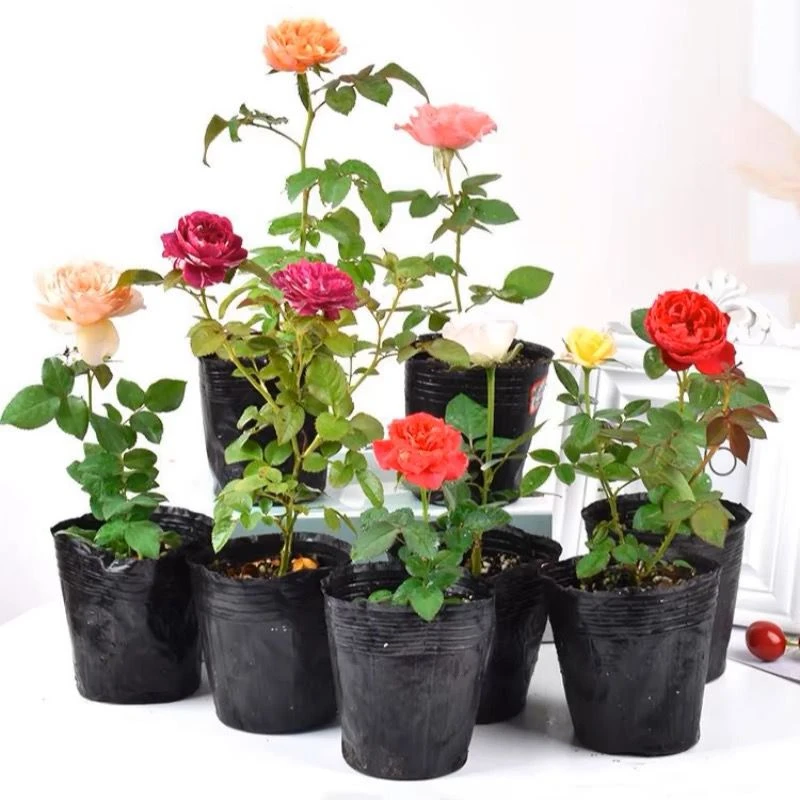 【3棵包邮买5送1】灌木月季花苗小苗玫瑰阳台切花庭院浓香花卉盆栽