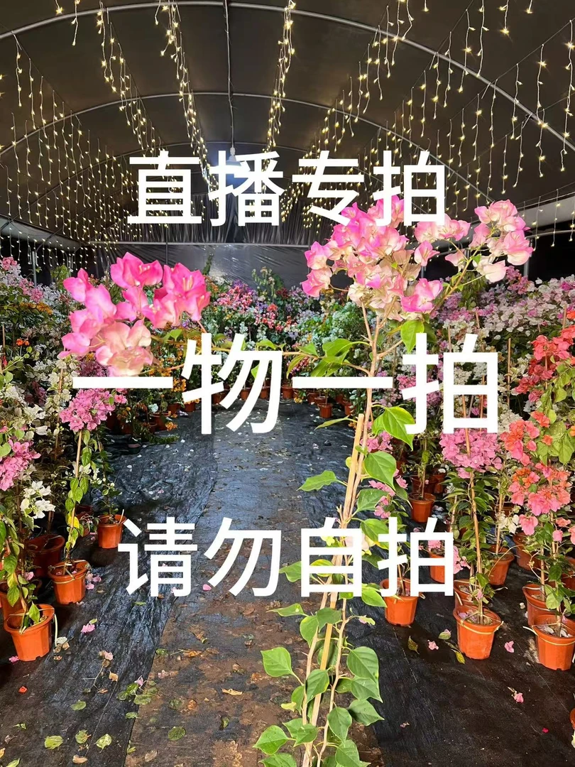 （一物一拍）精品高端三角梅品种盆苗、高飘品种苗、原生老桩基地直发