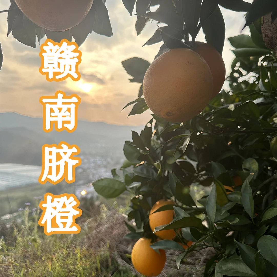 赣南信丰脐橙 现摘现装现发 核心产区直发 口感新鲜水分充足