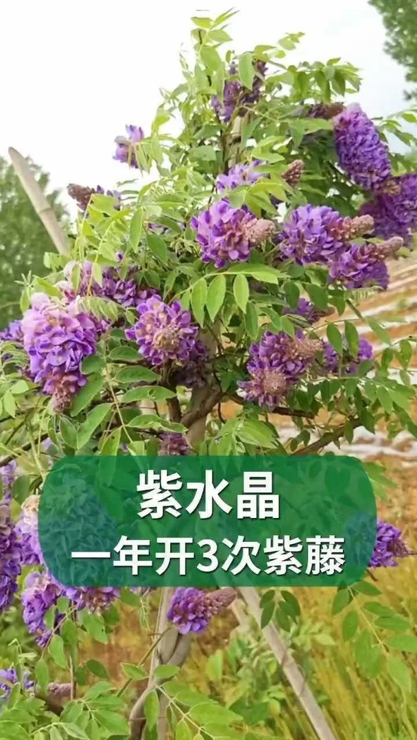 欧美系多季紫藤 紫水晶 蓝月亮 地景 盆景 直播间一物一拍