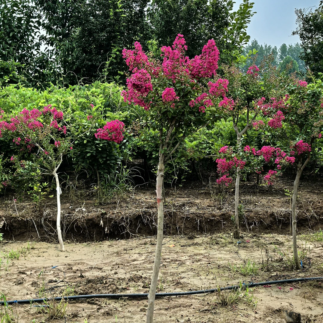 一物一拍紫薇花树