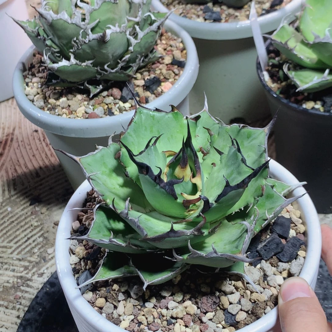 黑帝斯龙舌兰 裸根发货