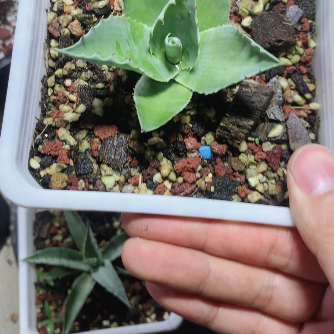 n****g优选宽叶鲸鱼舌 龙舌兰 裸根