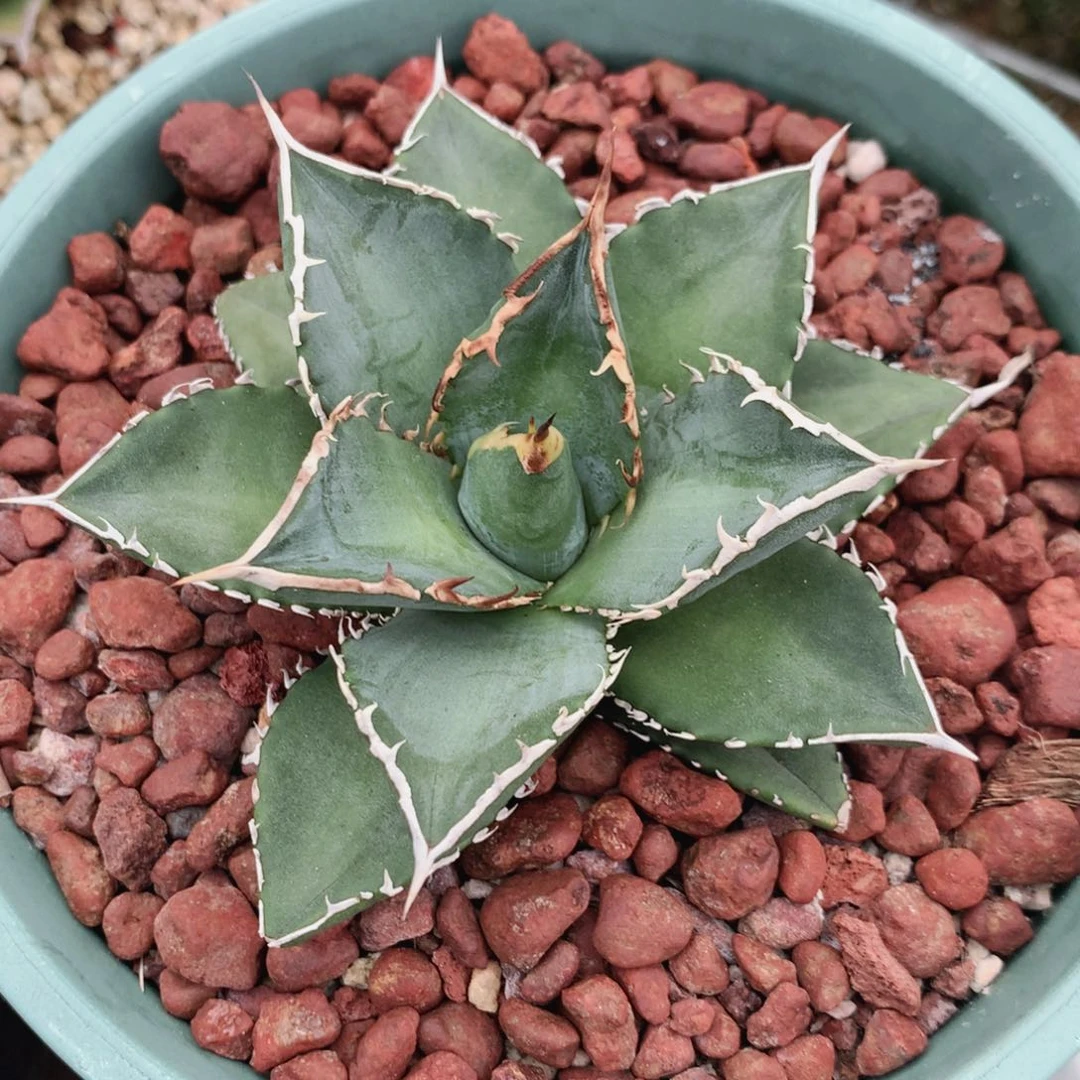 吉*海王仁王冠龙舌兰 裸根发货