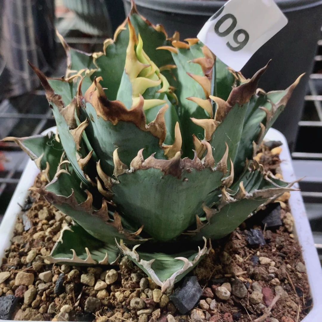 红猫仁王冠 龙舌兰 裸根发货009