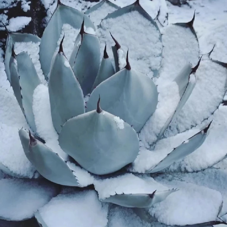 圆叶福克斯 龙舌兰大型植物高级灰龙舌兰阳台多肉组合盆栽