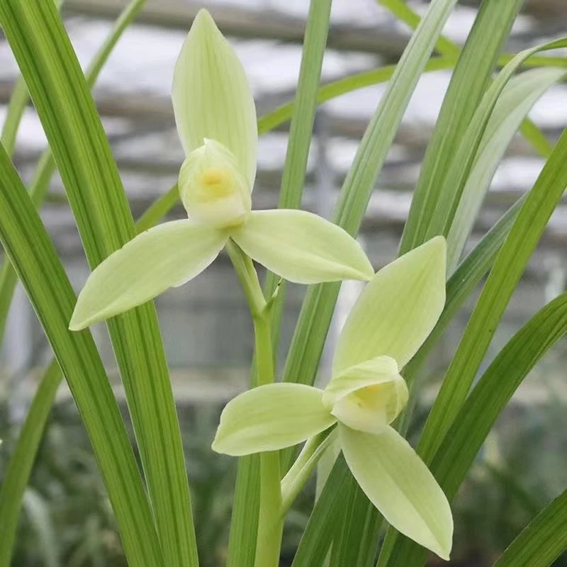 观音素带花苞建兰四季兰花春季室内养花种植发货开花栽花养兰