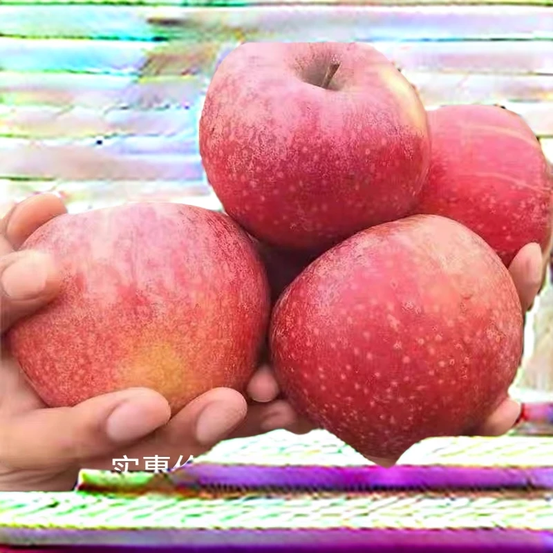 云南昭通正宗冰糖心苹果新鲜应当季水果现摘红富士萍果整箱
