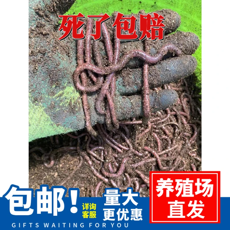 特大号鲜活蚯蚓垂钓鱼饵半斤130-150条
