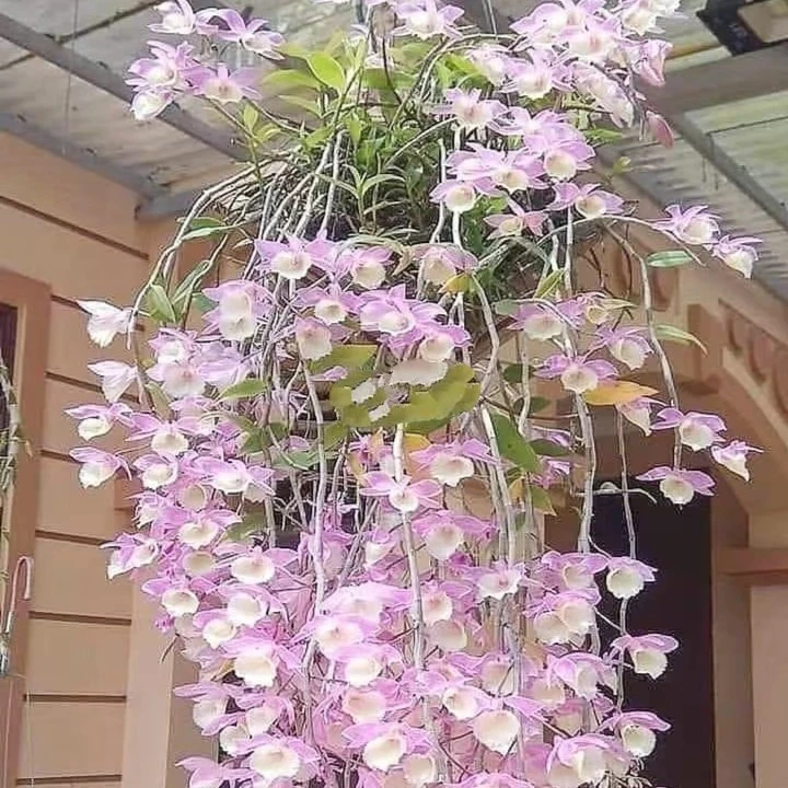 天宫散苗500g（爆花机器，花期3-5月，打造花墙，美丽漂亮）