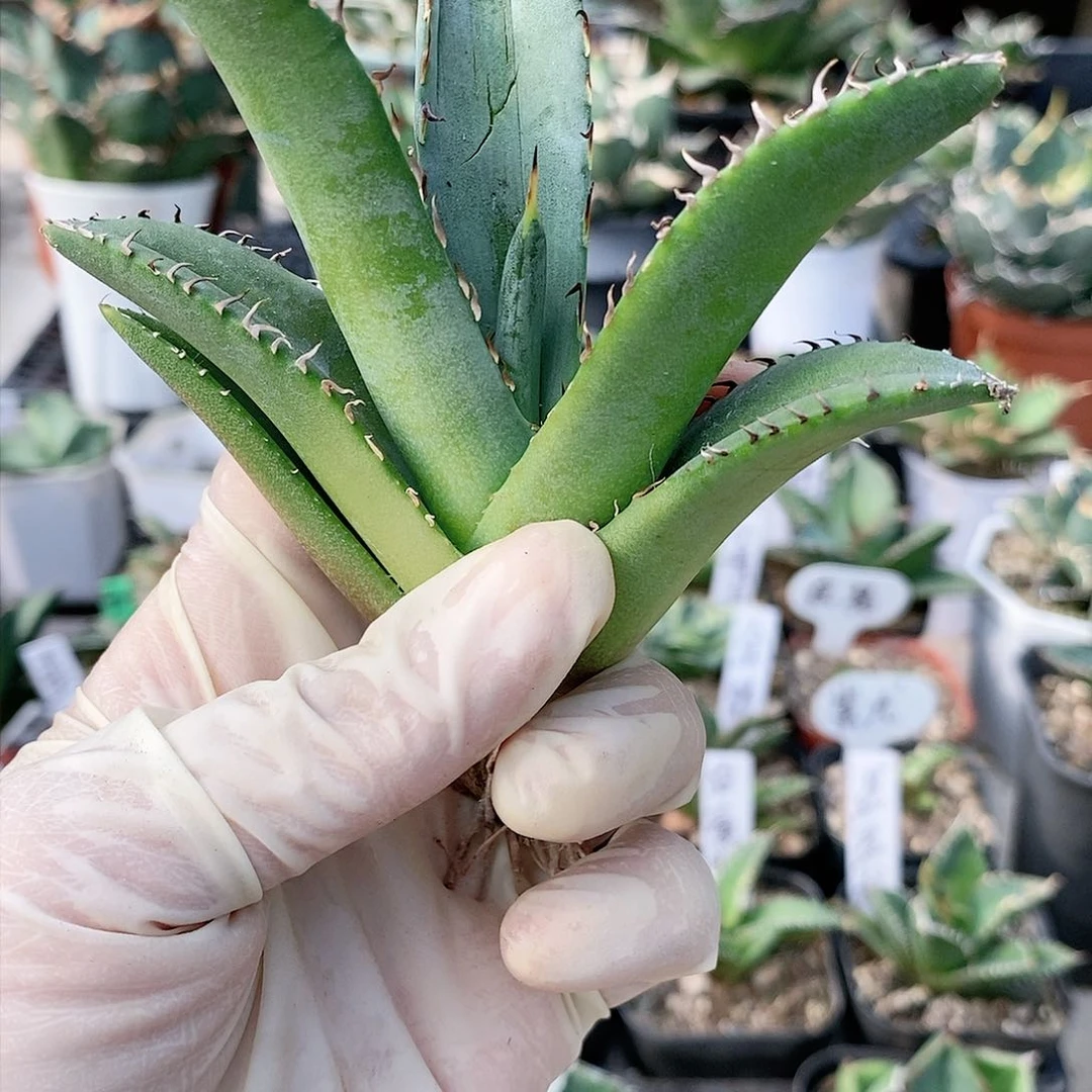 龙牙大苗龙舌兰多肉